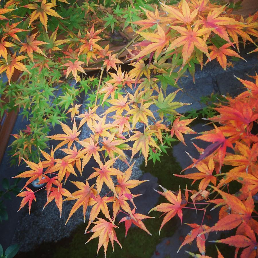 Yunokian Villa Kyoto Buitenkant foto